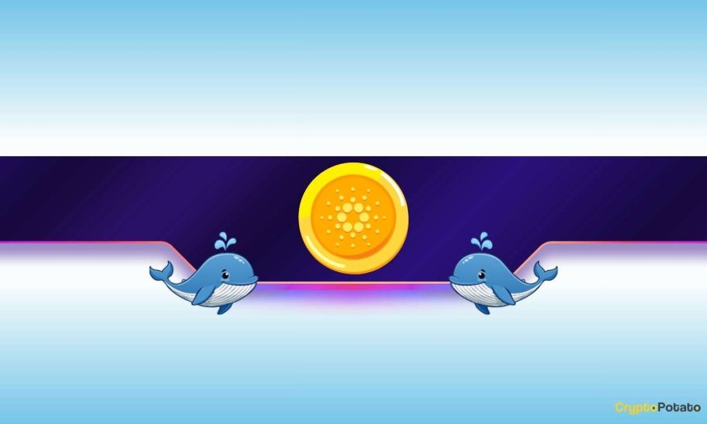 Why Cardano Whales Are Buying the Dip in Bulk Why Cardano Whales Are Buying the Dip in Bulk