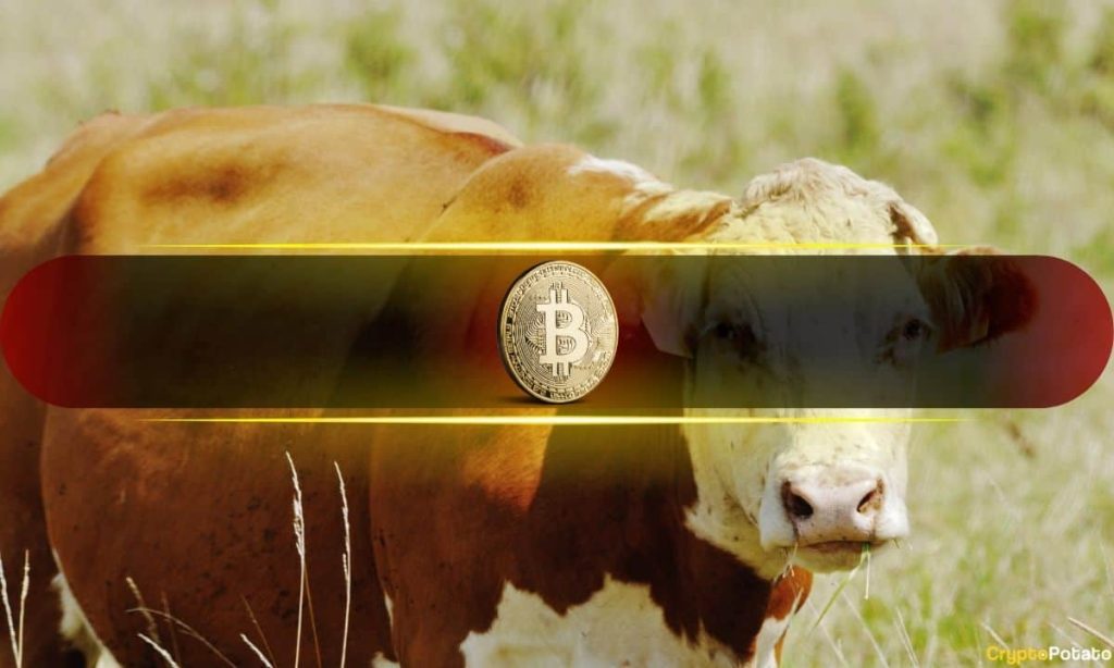 Bitcoin Flashes Rare Bullish Divergence